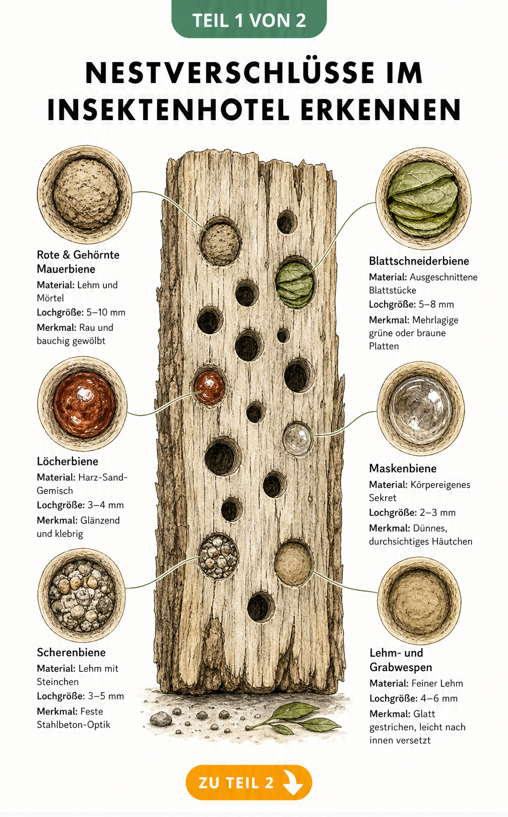 Illustration verschiedener Nestverschlüsse im Insektenhotel, darunter Lehm, Harz und Blattstücke von Mauerbienen, Löcherbienen und Blattschneiderbienen