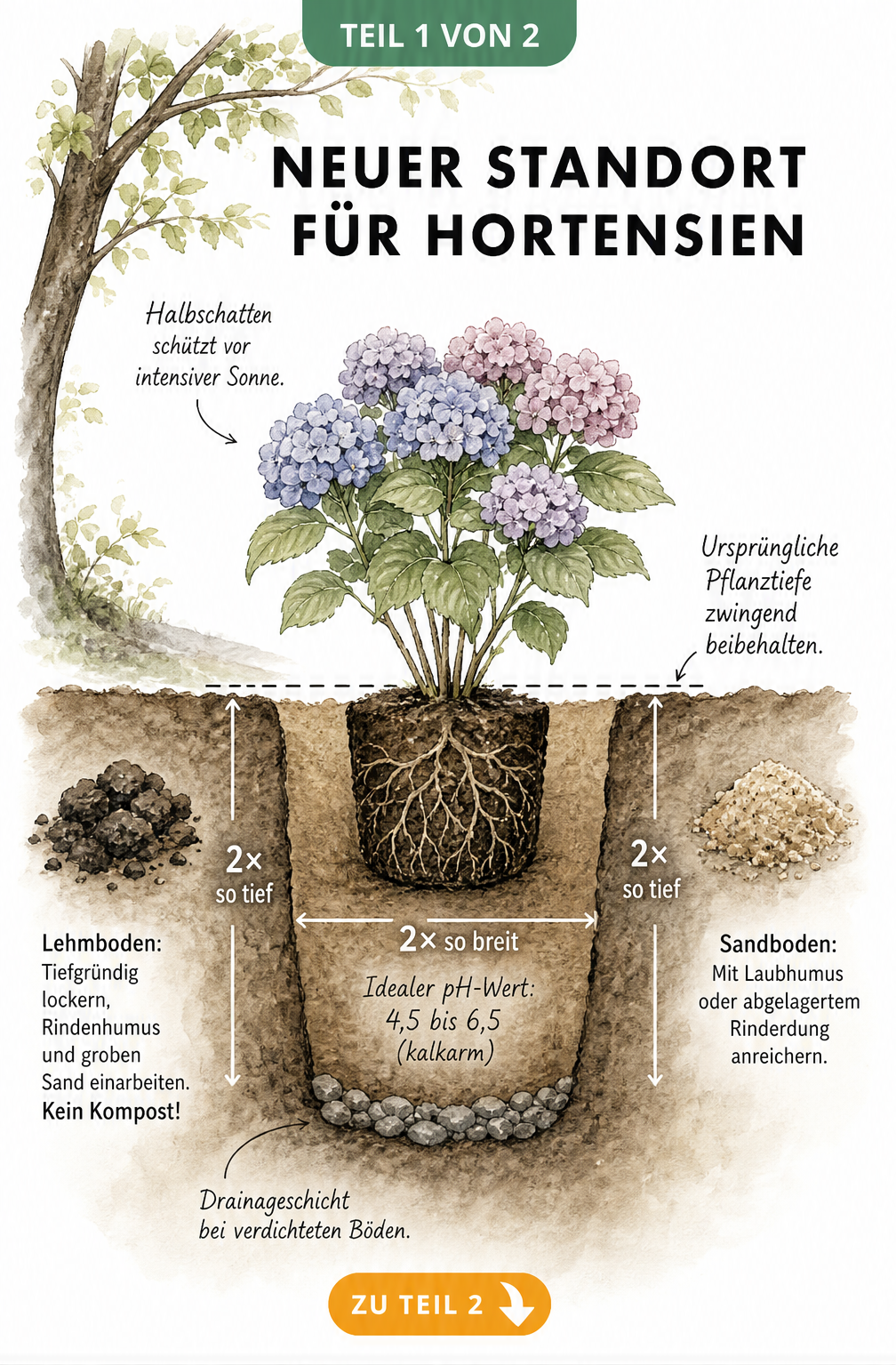 Neuer Standort für Hortensien als Infografik