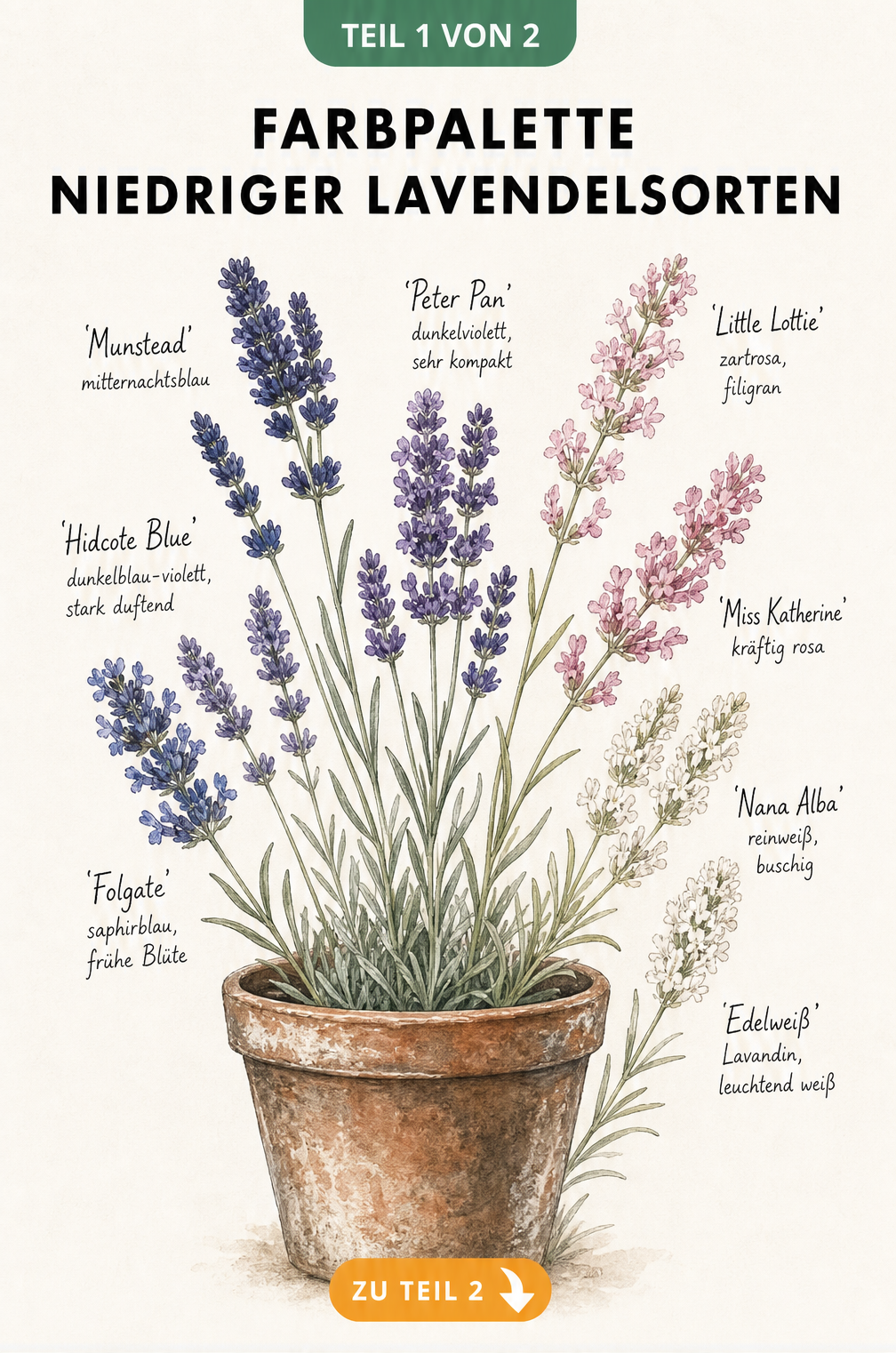 Aquarell-Illustration verschiedener niedriger Lavendelsorten in Blau-, Rosa- und Weißtönen, arrangiert um einen Terrakottatopf.