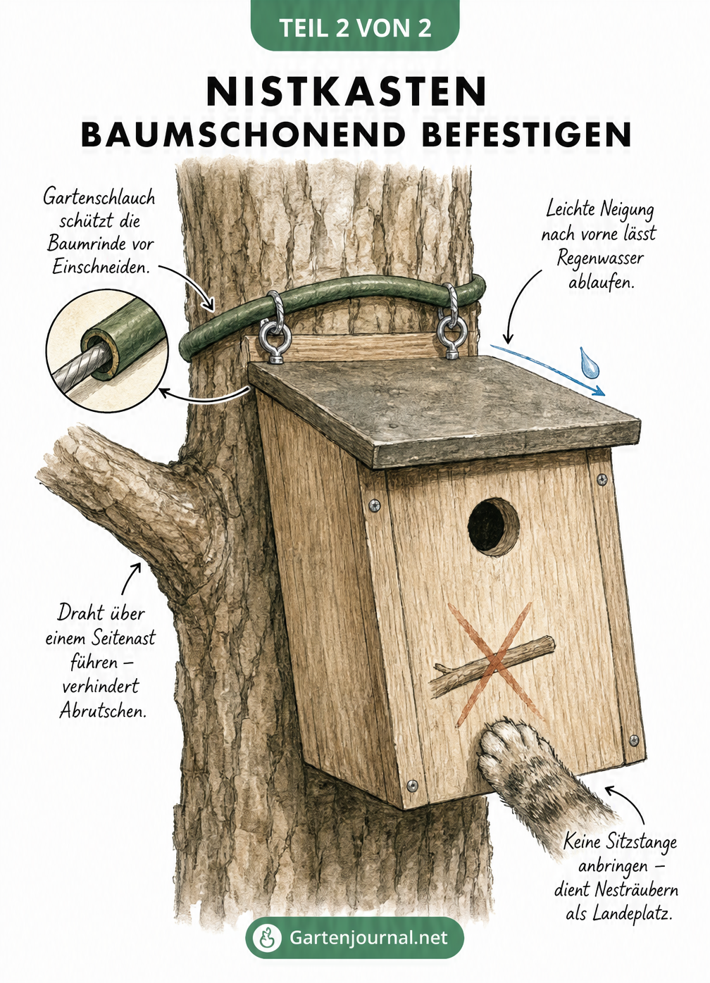 Detailzeichnung eines Nistkastens am Baumstamm, befestigt mit einem ummantelten Draht über einem Seitenast.