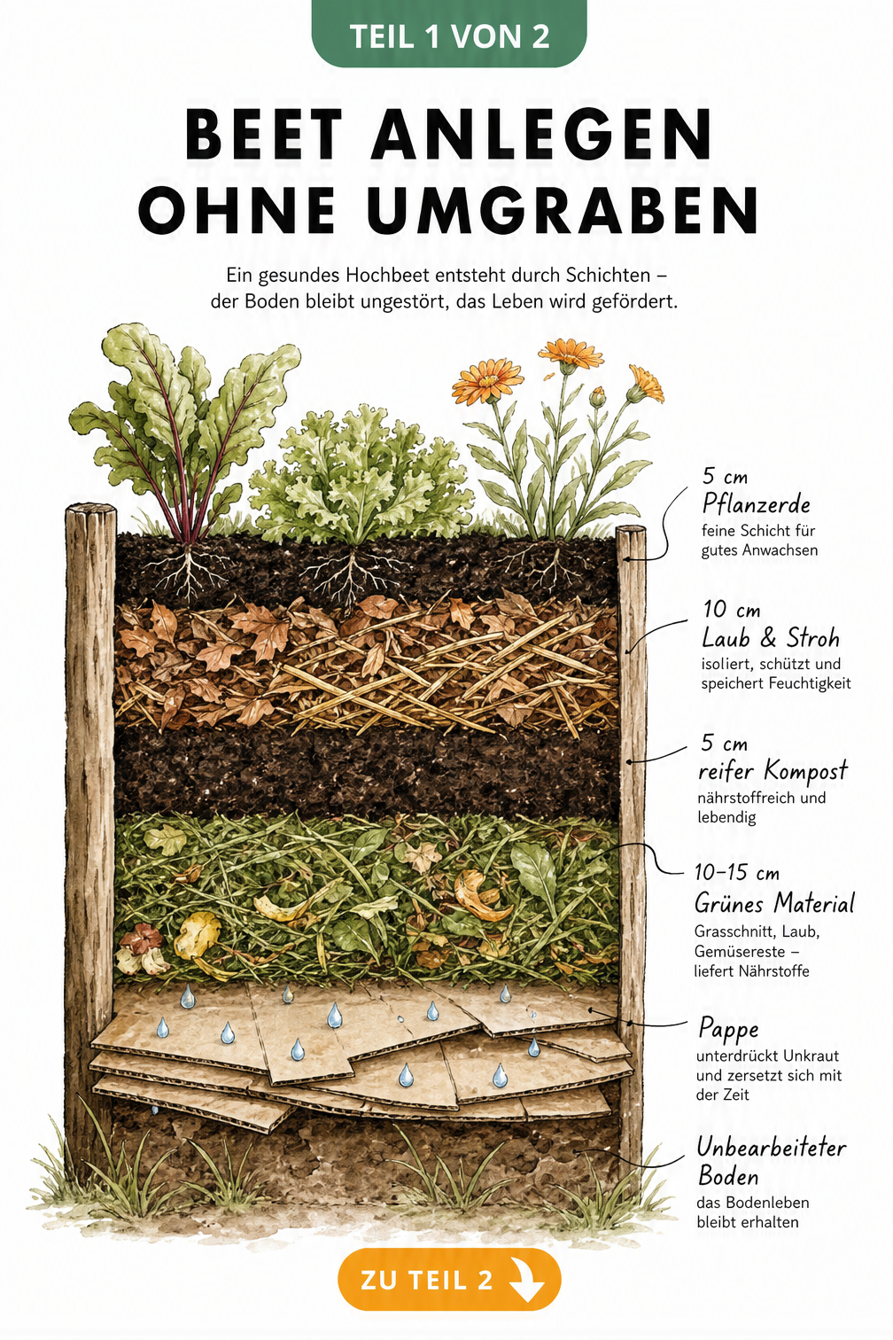 Querschnitt durch ein No-Dig-Beet mit Schichten aus Pappe, Grünschnitt, Kompost, Laub und Pflanzerde