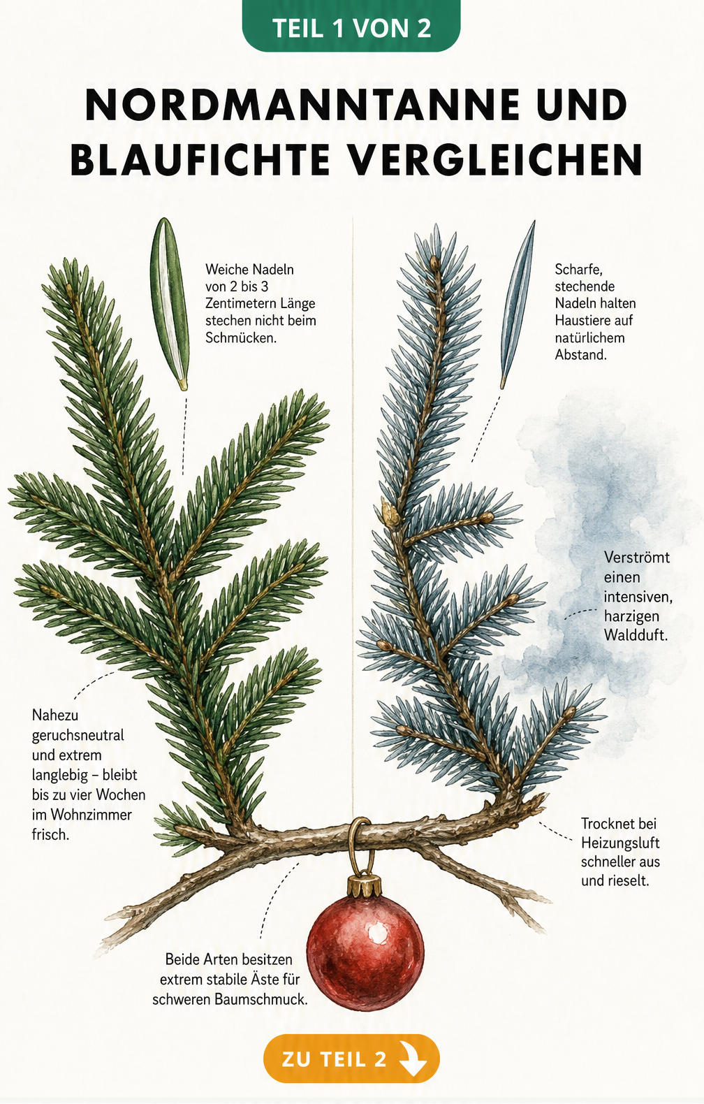 Botanische Gegenüberstellung von Nordmanntanne und Blaufichte mit Nadeln und Ästen