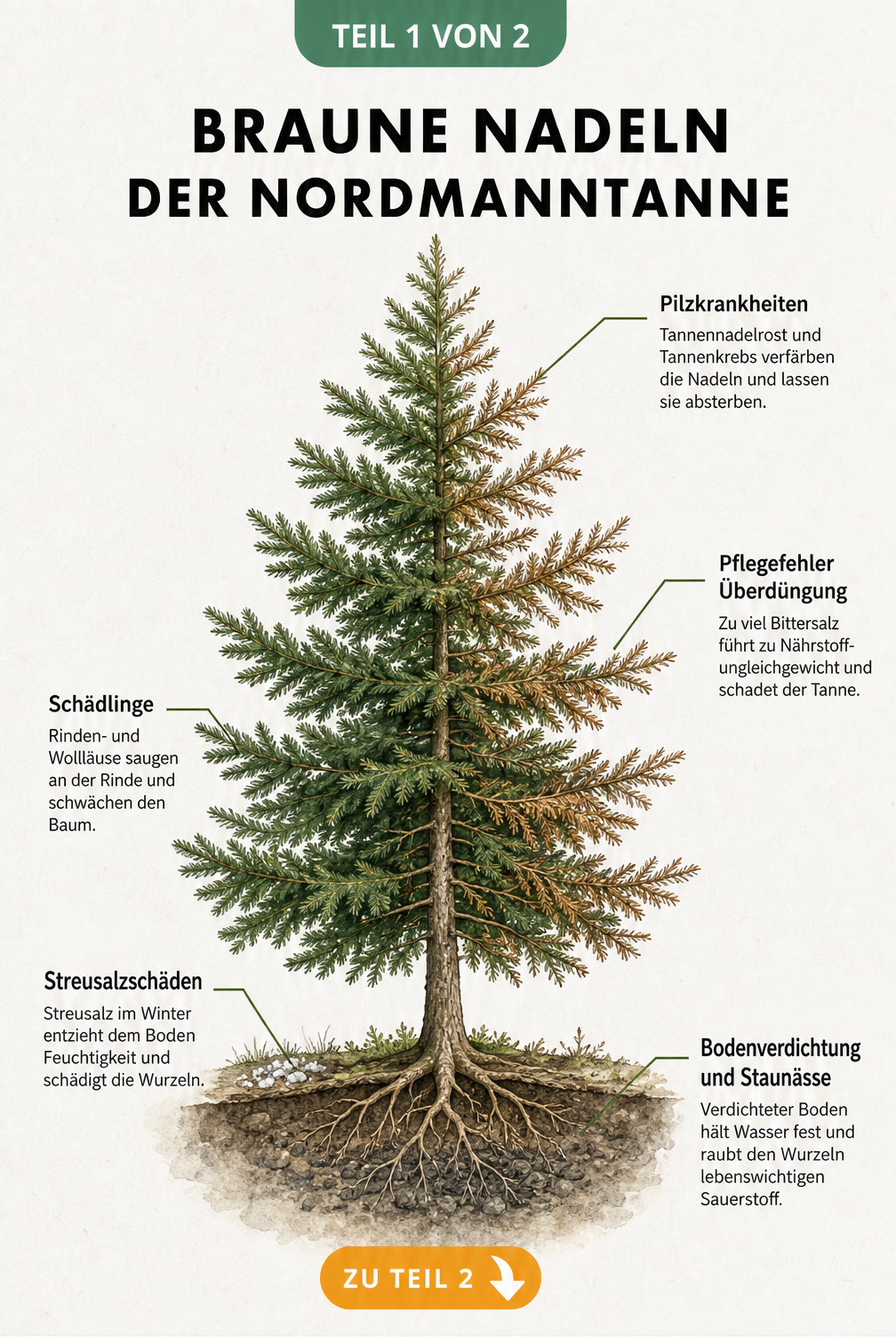Botanische Illustration einer Nordmanntanne, die Ursachen für braune Nadeln wie Bodenverdichtung, Staunässe, Streusalz, Überdüngung und Pilzkrankheiten zeigt.