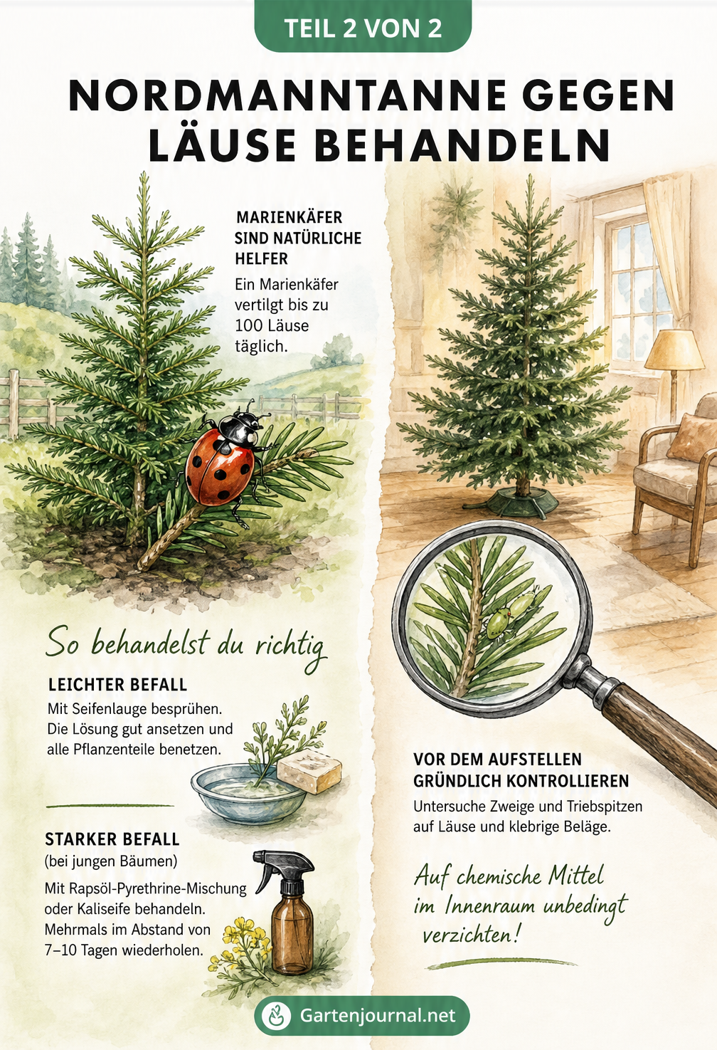 Zweigeteilte Illustration: Links Marienkäfer als Nützling und Behandlungstipps für Nordmanntannen im Freiland, rechts Lupe zur Kontrolle des Weihnachtsbaums im...