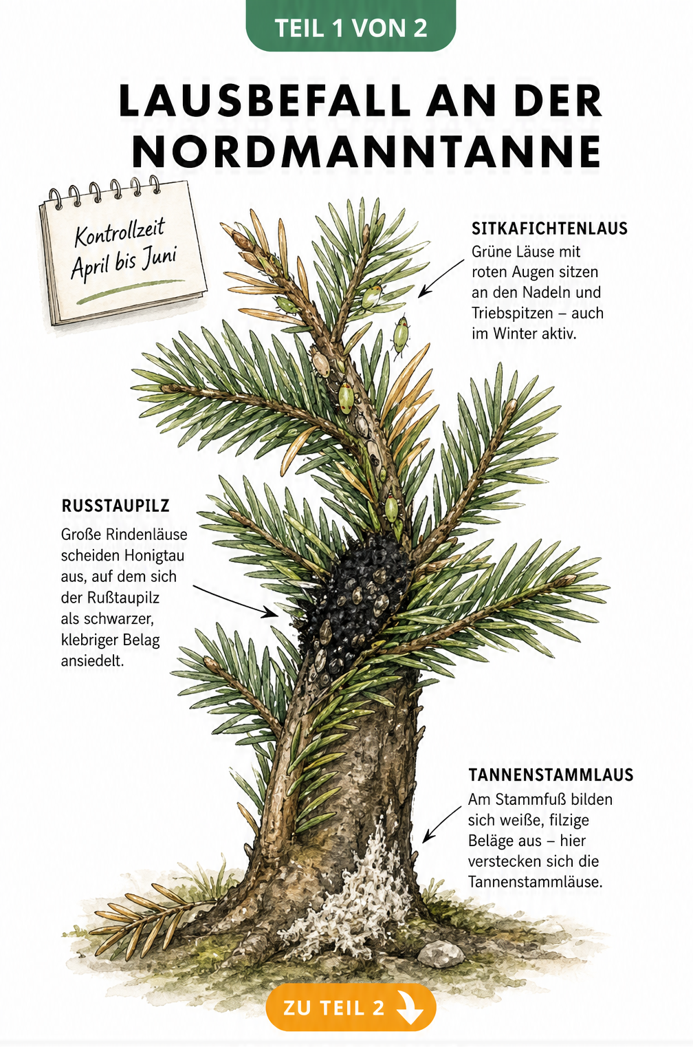 Illustration eines Nordmanntannen-Zweigs mit Schadbildern von Sitkafichtenlaus, Rußtaupilz durch Rindenläuse und Tannenstammlaus.