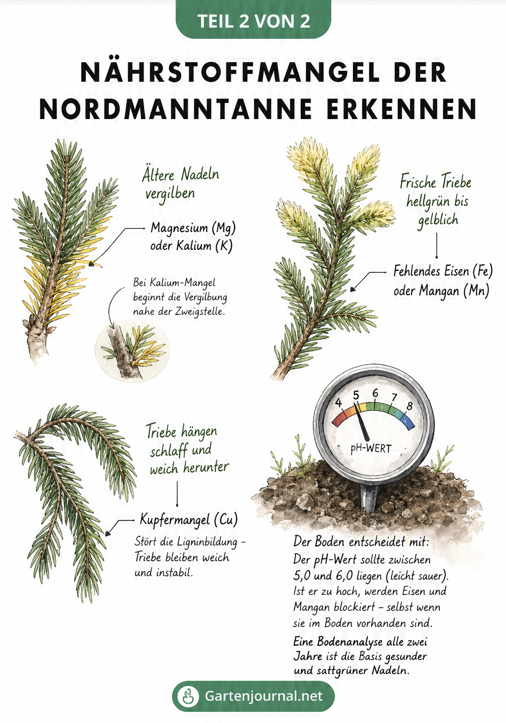 Vier Zweige einer Nordmanntanne mit gelben und hellgrünen Nadeln sowie schlaffen Trieben, verbunden mit Diagnosen zu Magnesium-, Kalium-, Eisen-, Mangan- und...