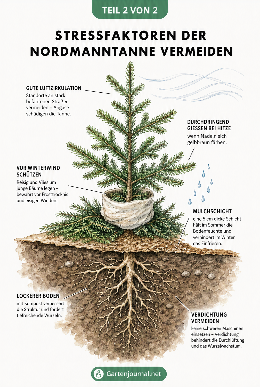 Querschnitts-Illustration einer jungen Nordmanntanne mit Wurzelwerk, Mulchschicht und Hinweisen zu Gießen, Frostschutz und Standort