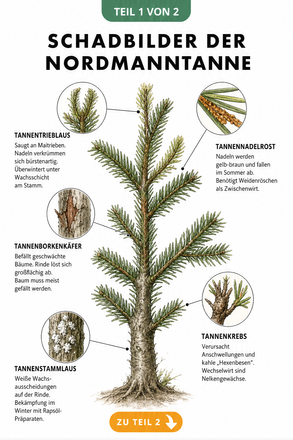 Botanische Illustration eines Nordmanntannen-Zweigs mit Detailansichten von Schadbildern durch Tannentrieblaus, Tannenborkenkäfer, Tannenstammlaus,...