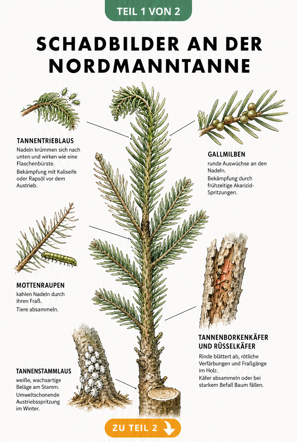 Illustration eines Nordmanntannen-Zweigs mit Schadbildern von Tannentrieblaus, Gallmilben, Mottenraupen, Tannenborkenkäfer und Tannenstammlaus