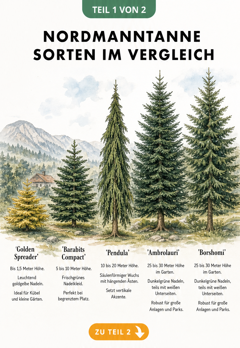 Illustration von fünf Nordmanntannen-Sorten im Größenvergleich, von der kleinen Golden Spreader bis zur großen Ambrolauri.