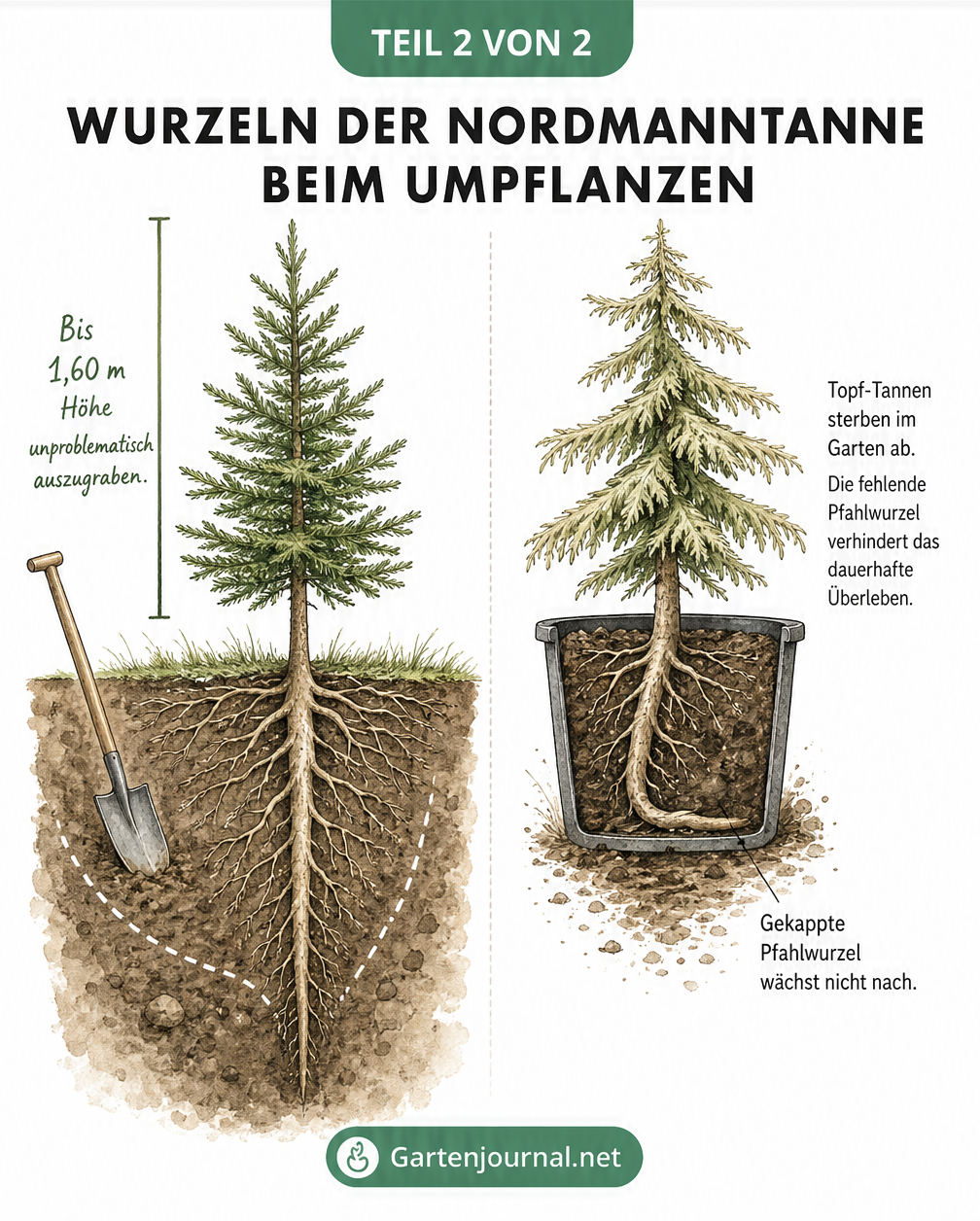 Vergleich einer jungen Nordmanntanne im Gartenboden mit intakter Wurzel und einem Weihnachtsbaum im Topf mit gekappter Pfahlwurzel