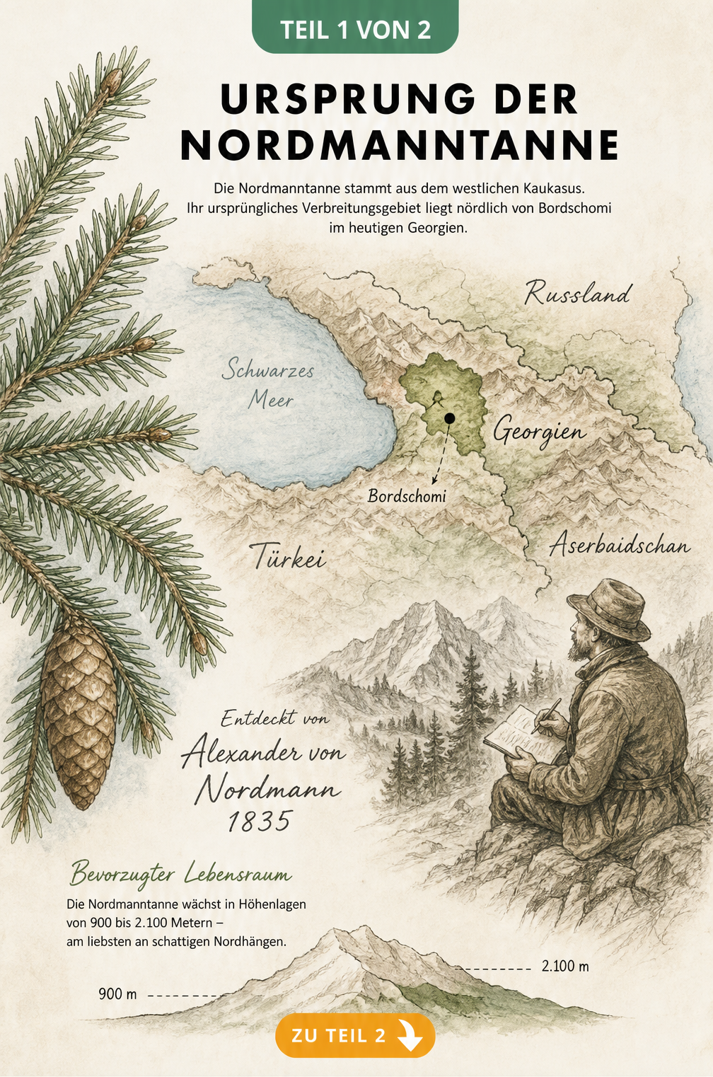Historische Landkarte der Schwarzmeerregion mit dem Entdeckungsgebiet der Nordmanntanne im Kaukasus und einem Tannenzweig