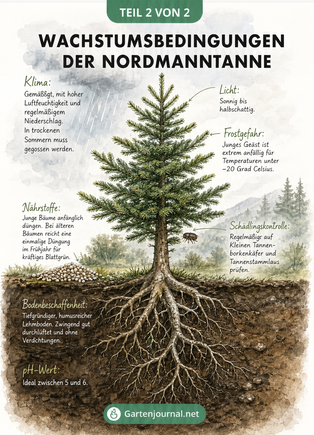 Querschnittszeichnung einer Nordmanntanne mit Wurzeln, Bodenbeschaffenheit und klimatischen Bedingungen
