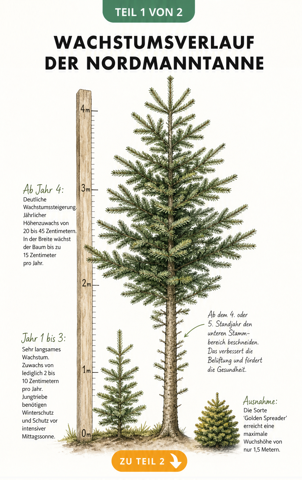 Botanische Illustration des Wachstumsverlaufs einer Nordmanntanne mit Messlatte und Jahresangaben