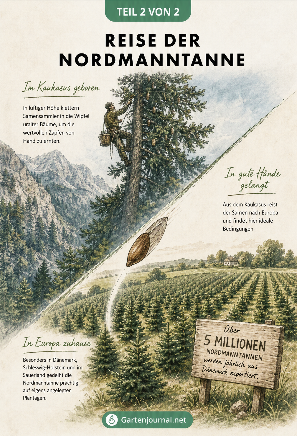 Illustration der Samenernte in den Bergen Georgiens und einer Weihnachtsbaum-Plantage in Dänemark