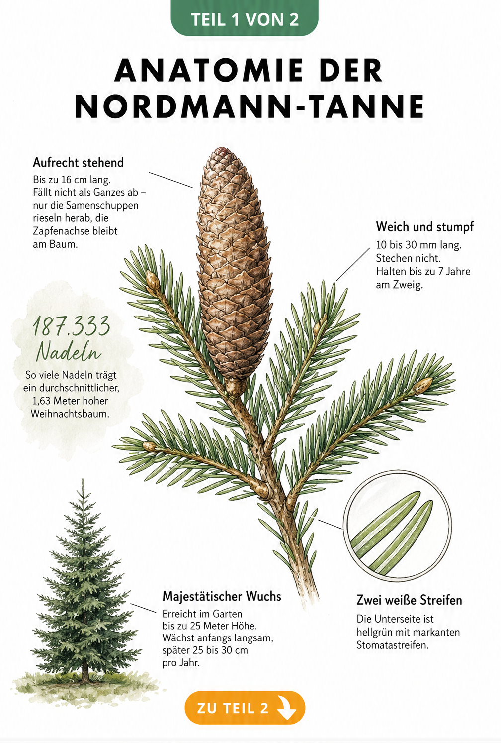 Botanische Illustration eines Zweigs der Nordmann-Tanne mit Zapfen, Nadeln und Baumsilhouette