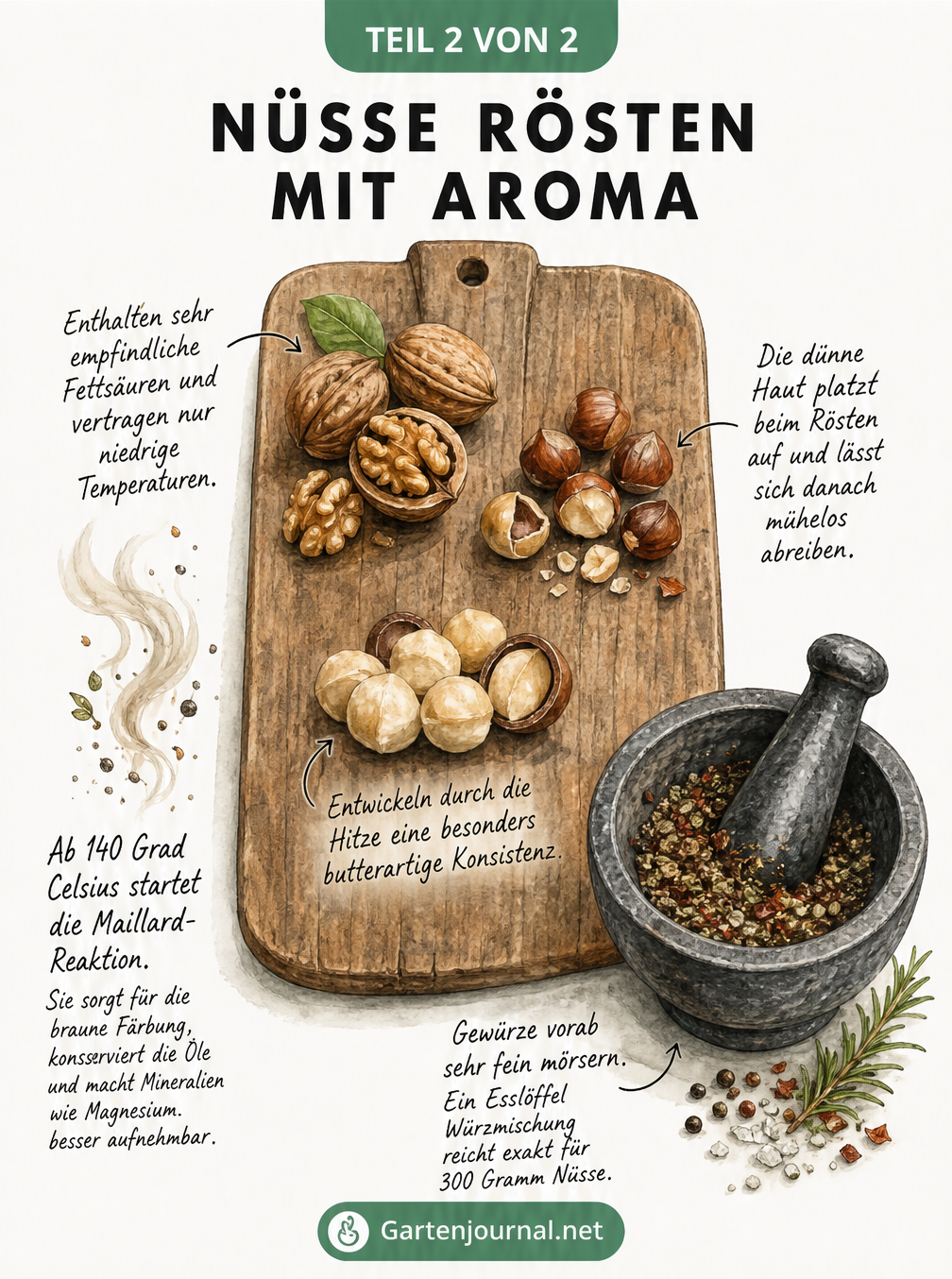 Botanische Illustration verschiedener Nussarten wie Walnüsse, Haselnüsse und Macadamia mit Tipps zum Rösten und Würzen
