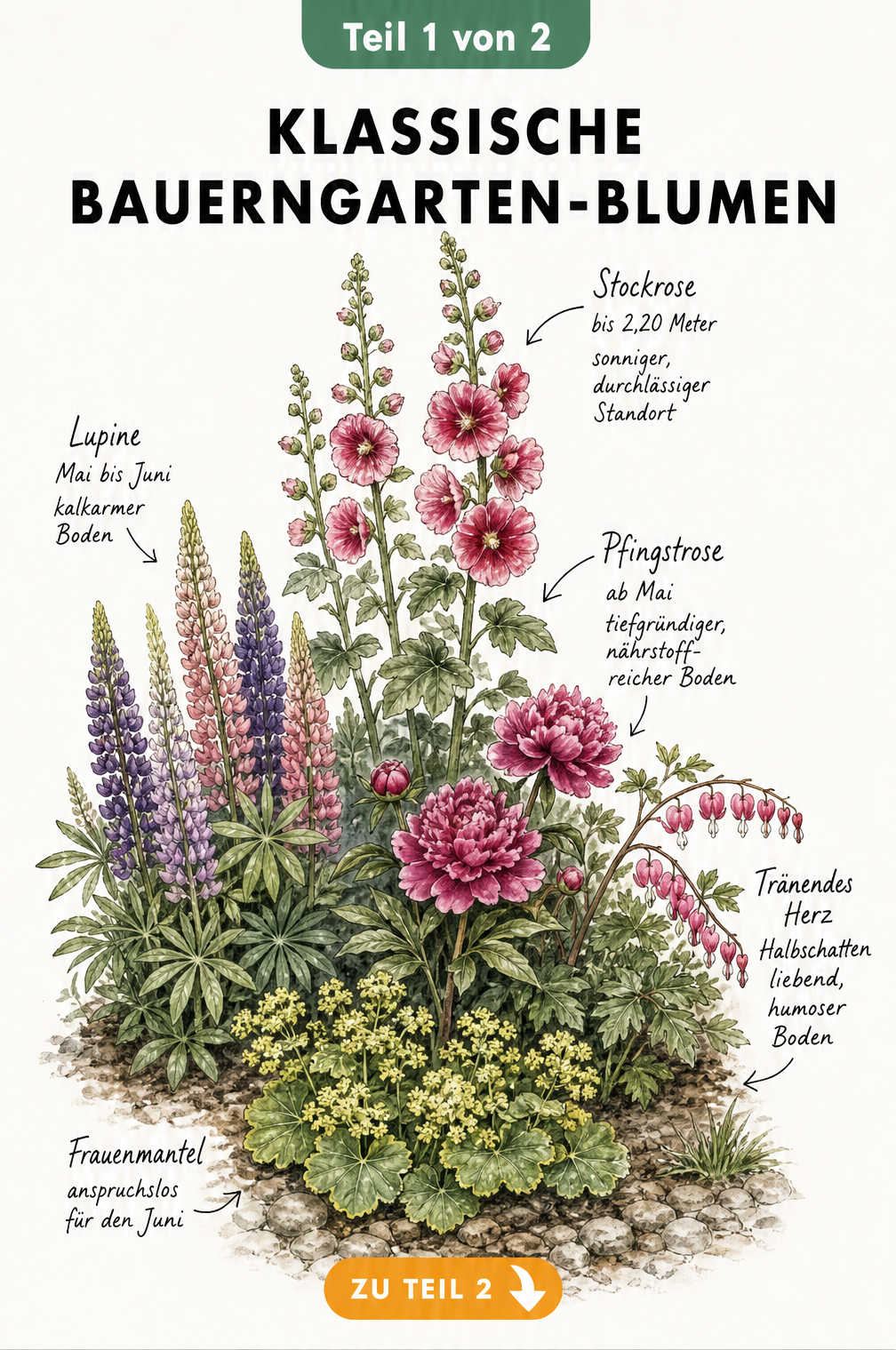 Illustration von nützlichen einjährigen Bauerngarten-Blumen wie Ringelblume, Studentenblume, Kapuzinerkresse und Kugeldistel