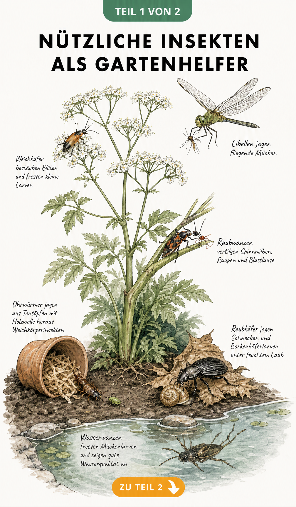 Botanische Illustration von nützlichen Insekten wie Libellen, Weichkäfern, Raubwanzen und Ohrwürmern bei der Jagd im Garten