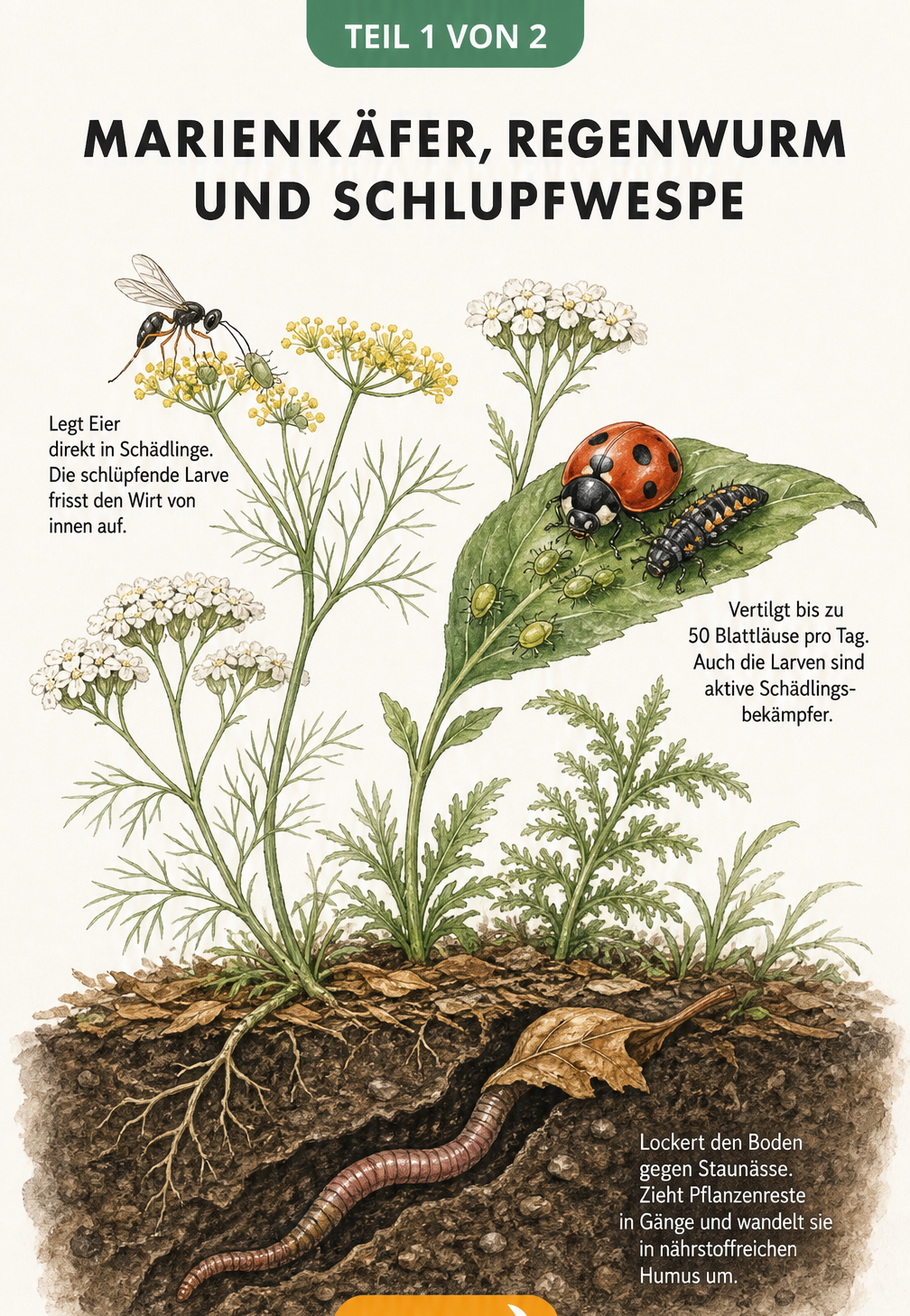 Querschnitt eines Gartenbeets mit Marienkäfer, Regenwurm und Schlupfwespe in Aktion