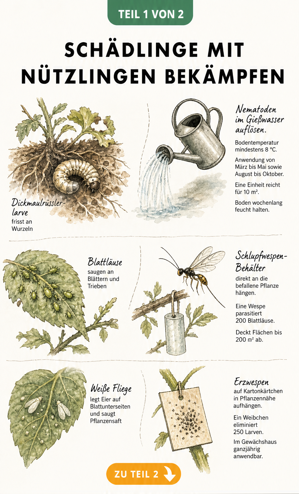 Illustration von Nematoden, Schlupfwespen und Erzwespen zur natürlichen Bekämpfung von Dickmaulrüssler, Blattläusen und Weißer Fliege