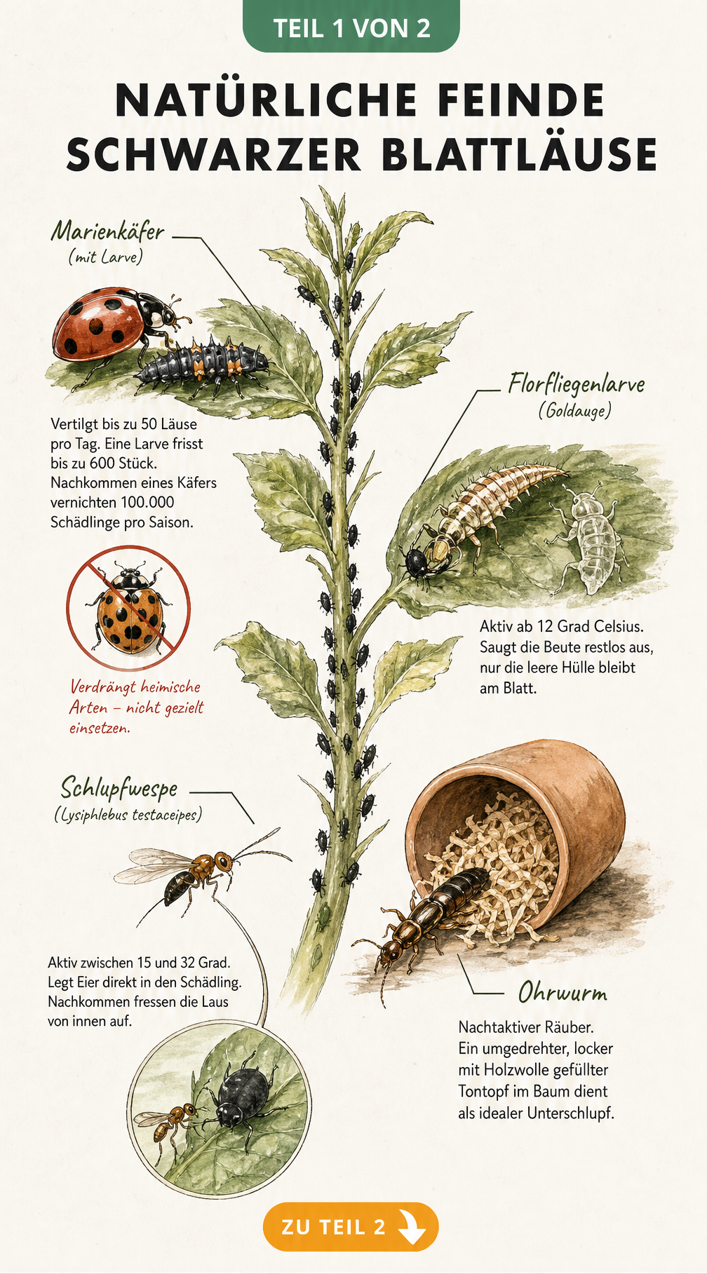 Botanische Illustration von Nützlingen gegen schwarze Blattläuse wie Marienkäfer, Florfliegenlarve, Schlupfwespe und Ohrwurm an einem Pflanzenstängel.