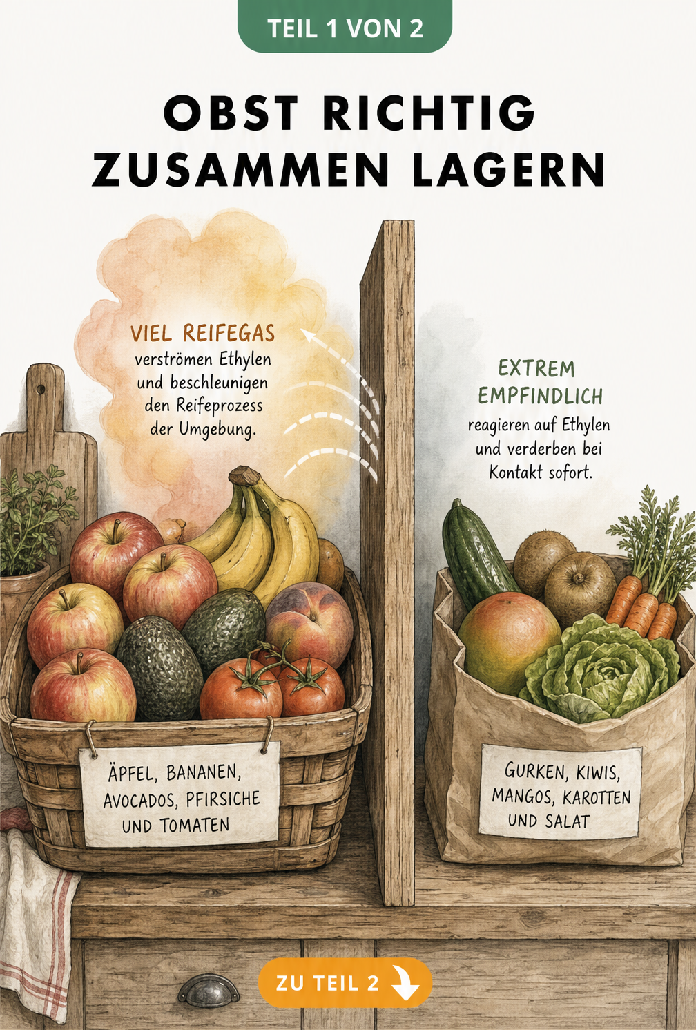 Illustration einer Küchenzeile, die zeigt, wie Äpfel, Bananen und Tomaten durch Reifegas getrennt von Gurken und Karotten gelagert werden.