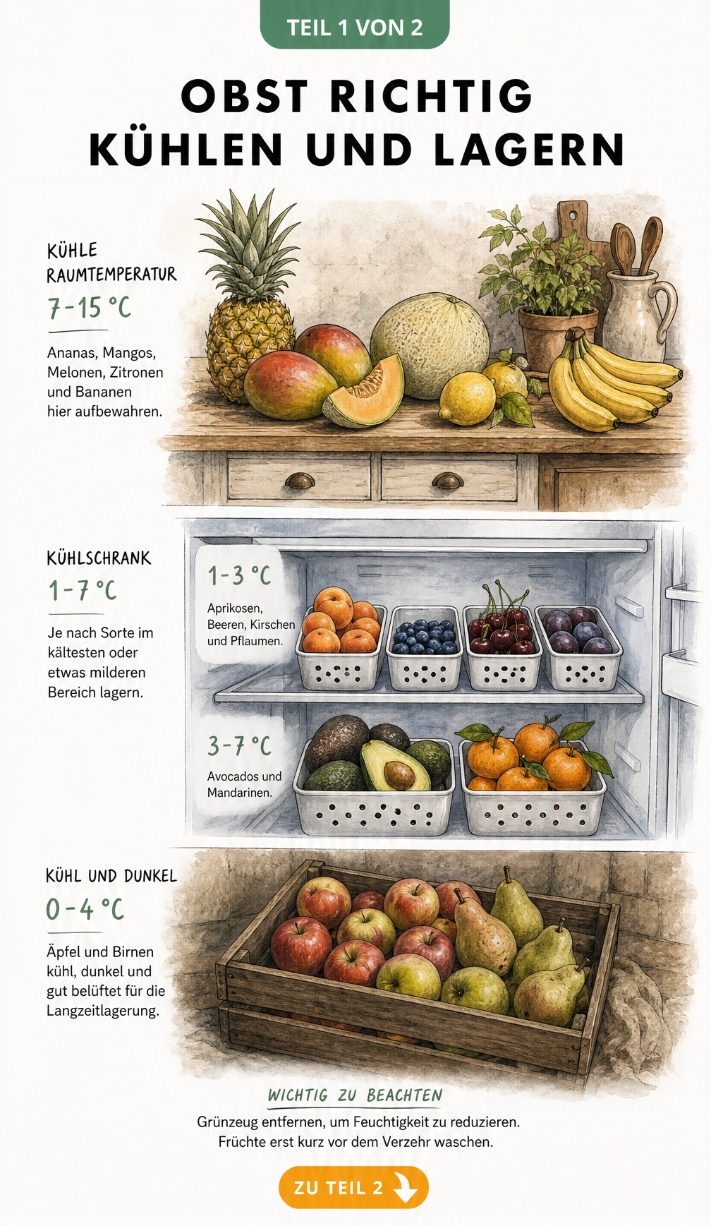 Illustration von drei Klimazonen zur Obstlagerung: Küchenanrichte, Kühlschrank und dunkler Keller mit passenden Früchten und Temperaturen.