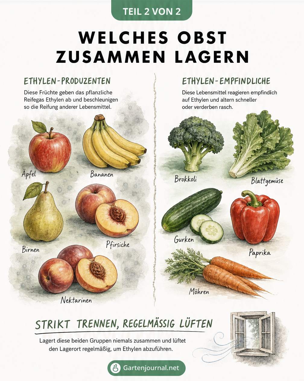 Illustration zur Trennung von Ethylen-produzierendem Obst wie Äpfeln und Bananen von Ethylen-empfindlichem Gemüse wie Brokkoli und Gurken.