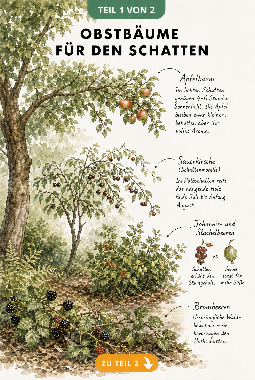 Botanische Illustration eines Gartens im Querschnitt mit Apfelbaum, Sauerkirsche, Johannisbeeren und Brombeeren im Schatten