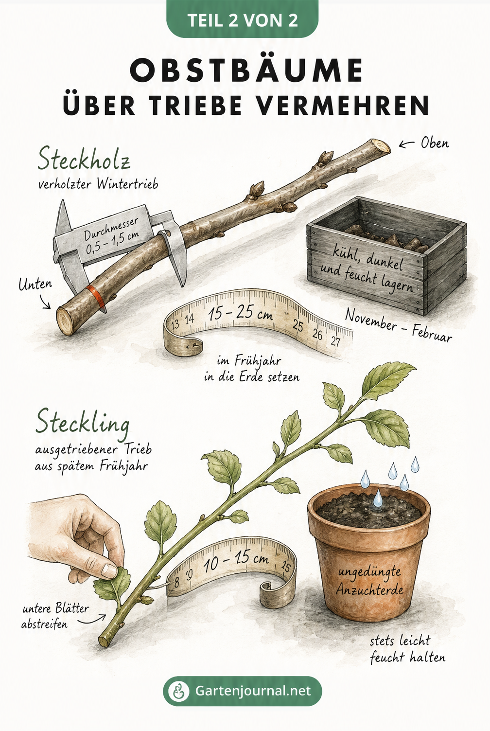Illustration von Steckholz und Steckling zur vegetativen Vermehrung von Obstbäumen
