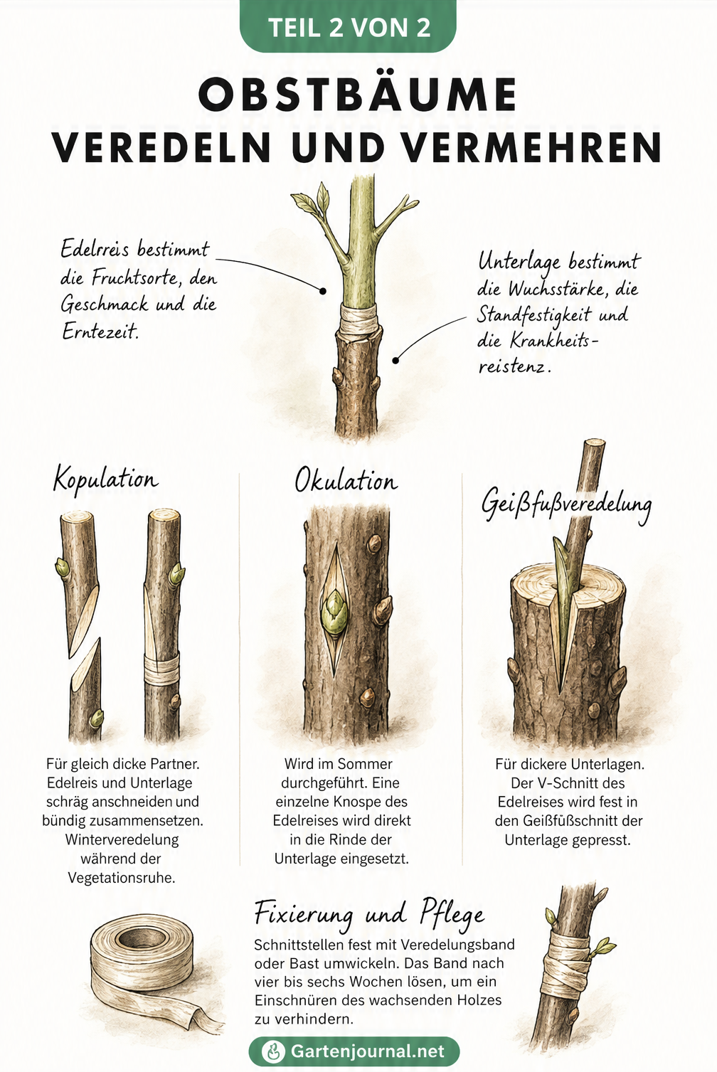 Illustration verschiedener Veredelungstechniken für Obstbäume: Kopulation, Okulation und Geißfußveredelung mit Hinweisen zu Edelreis und Unterlage