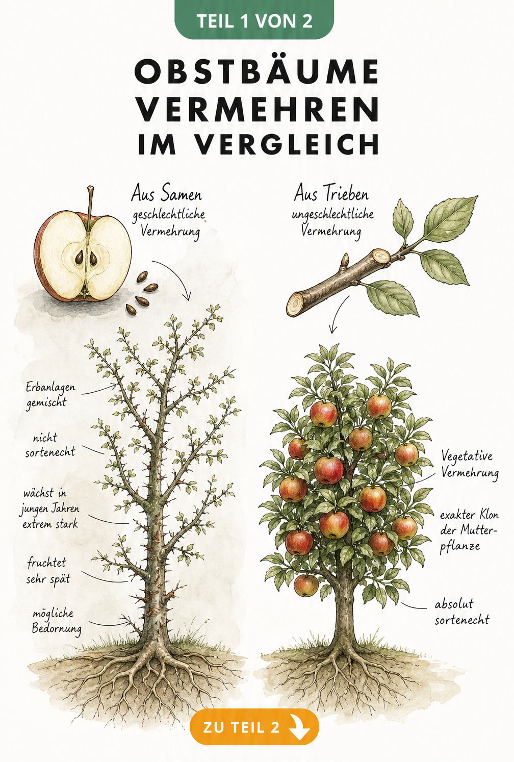 Vergleich zwischen geschlechtlicher und ungeschlechtlicher Vermehrung von Obstbäumen mit Apfel und Zweig