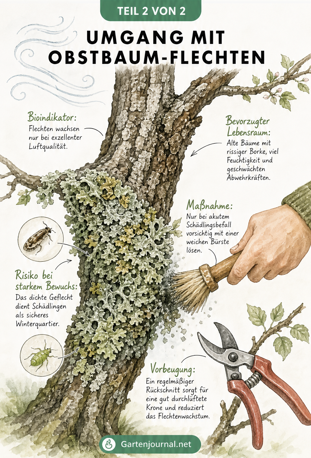Illustration eines Baumstamms mit Flechten als Bioindikator für gute Luftqualität und einer Anleitung zur schonenden Entfernung bei Schädlingsbefall.