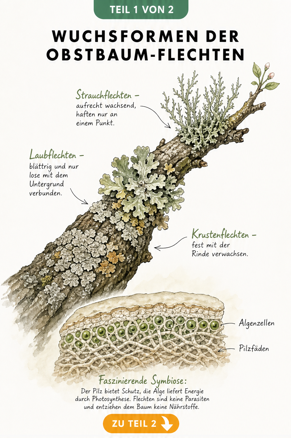 Botanische Illustration eines Obstbaumastes mit Krustenflechten, Laubflechten und Strauchflechten sowie einem Querschnitt der Symbiose aus Pilz und Alge.