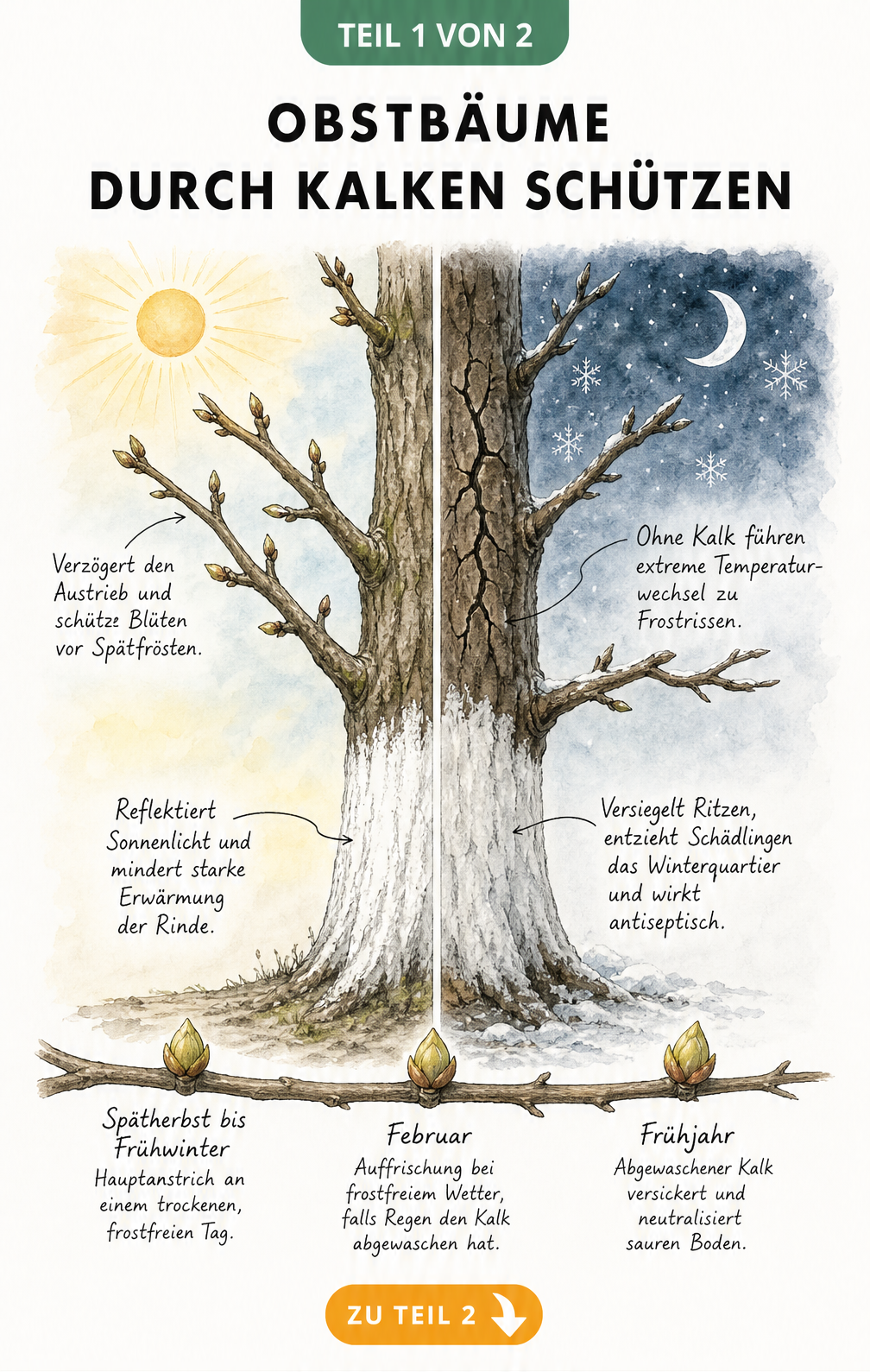Illustration eines Obstbaums im Winter, der die schützende Wirkung eines Kalkanstrichs bei Tag und Nacht zeigt