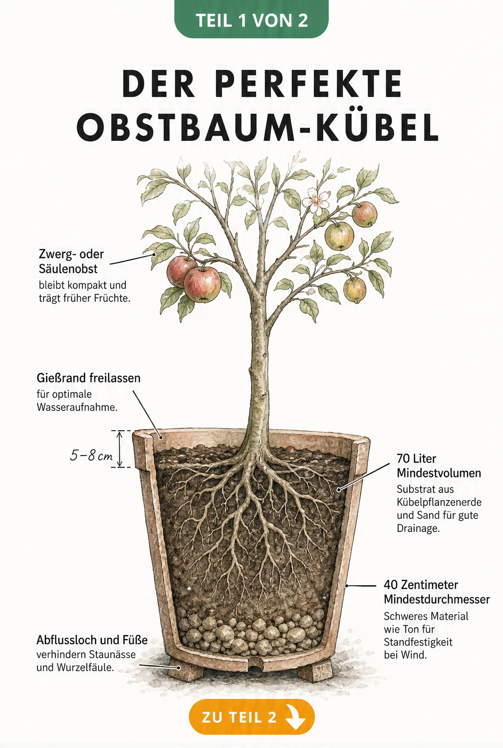 Schnittzeichnung eines bepflanzten Obstbaum-Kübels mit Hinweisen zu Volumen, Material und Drainage
