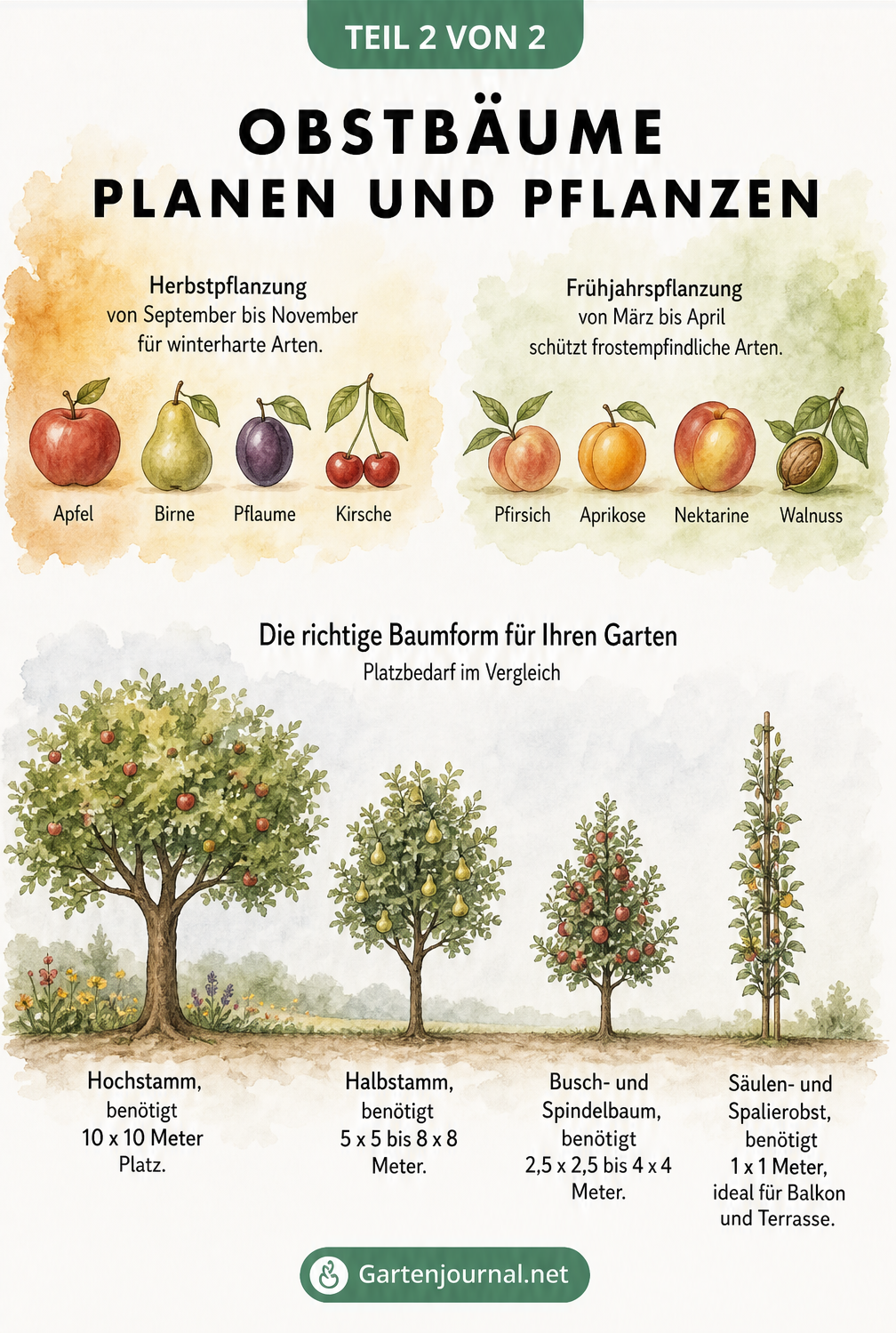 Übersicht der Pflanzzeiten für Obstbäume und Größenvergleich von Hochstamm, Halbstamm, Buschbaum und Säulenobst