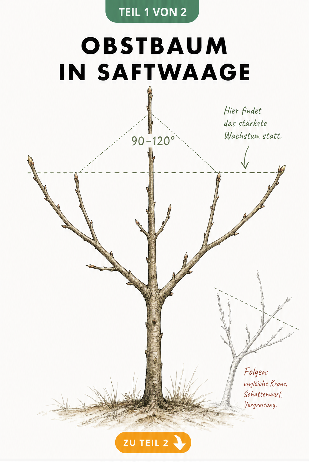 Botanische Illustration eines jungen Apfelbaums, die die Saftwaage mit einer waagerechten Hilfslinie über den Spitzenknospen der Leitäste zeigt.