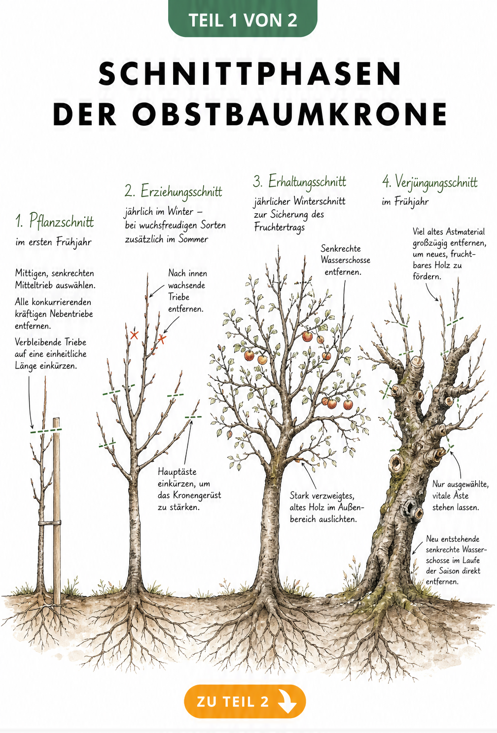 Illustration der vier Schnittphasen eines Obstbaumes von der Pflanzung bis ins hohe Alter: Pflanzschnitt, Erziehungsschnitt, Erhaltungsschnitt und...
