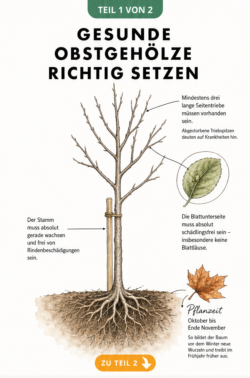 Illustration eines jungen Obstbaum-Setzlings mit Hinweisen zu gesunden Ästen, geradem Stamm und idealer Pflanzzeit im Herbst