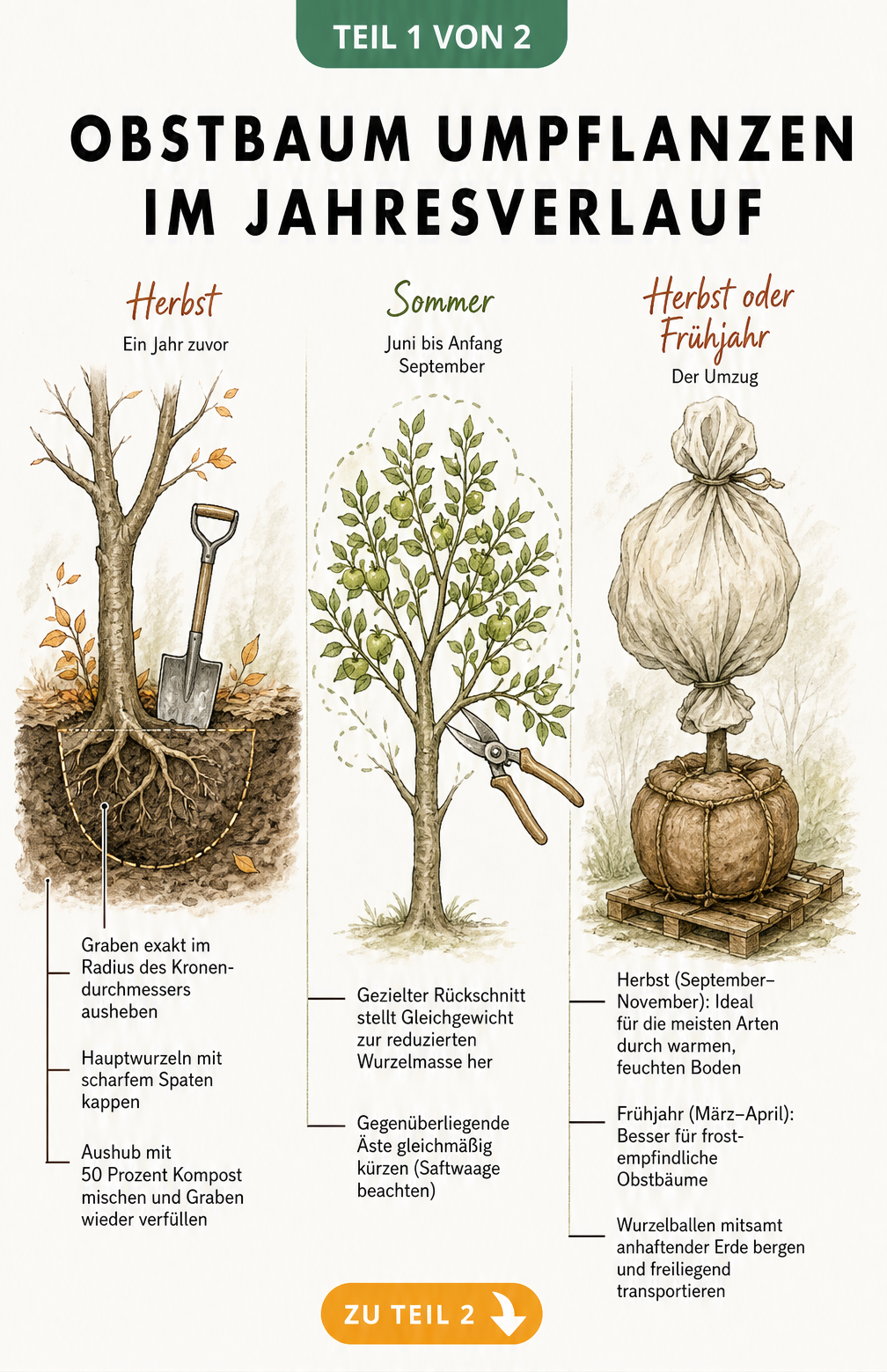 Handgezeichnete Illustration zum Umpflanzen eines Obstbaumes im Jahresverlauf mit Wurzelvorbereitung im Herbst, Rückschnitt im Sommer und Transport im Herbst...