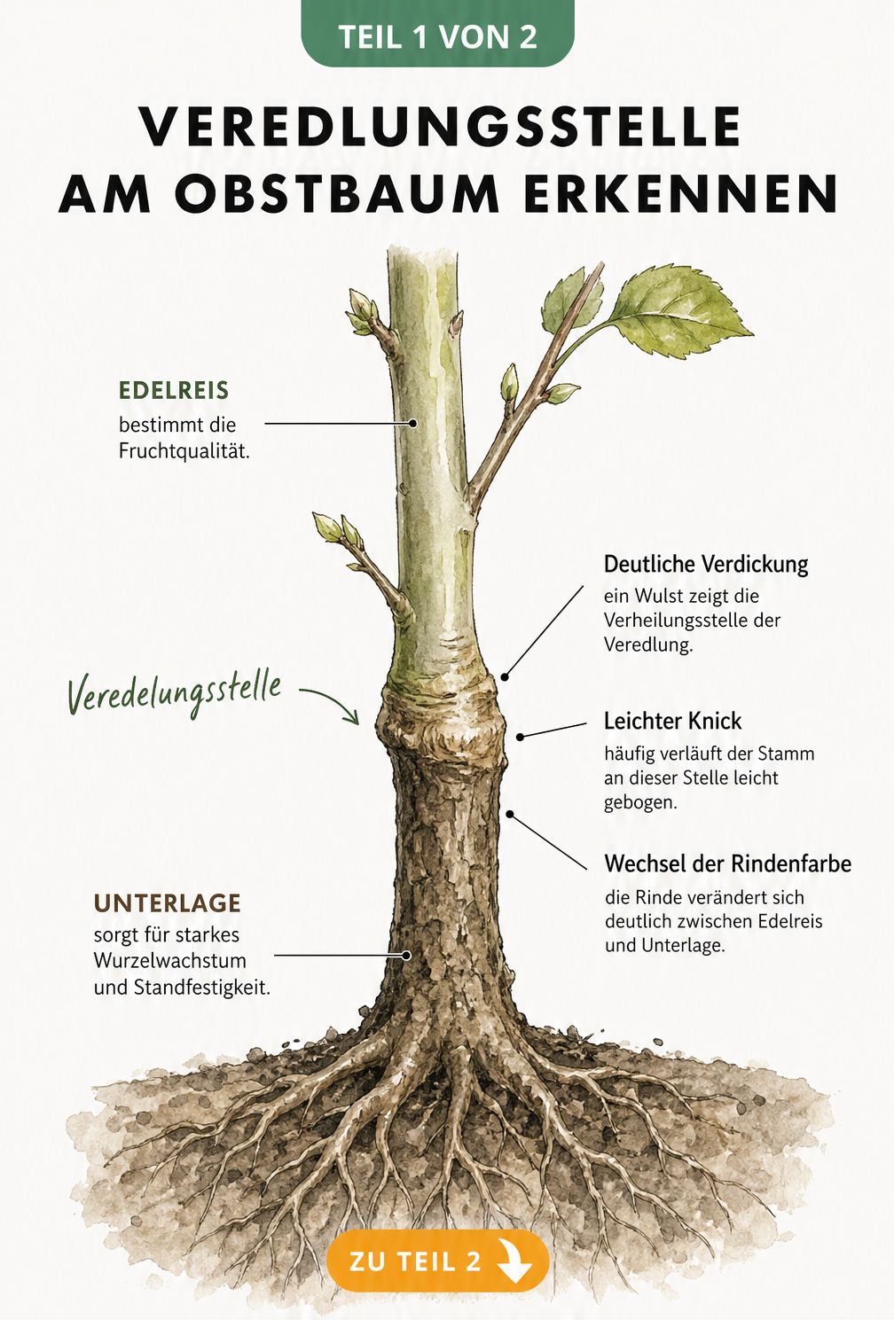 Botanische Illustration eines jungen Obstbaums, die die Veredelungsstelle zwischen Unterlage und Edelreis zeigt