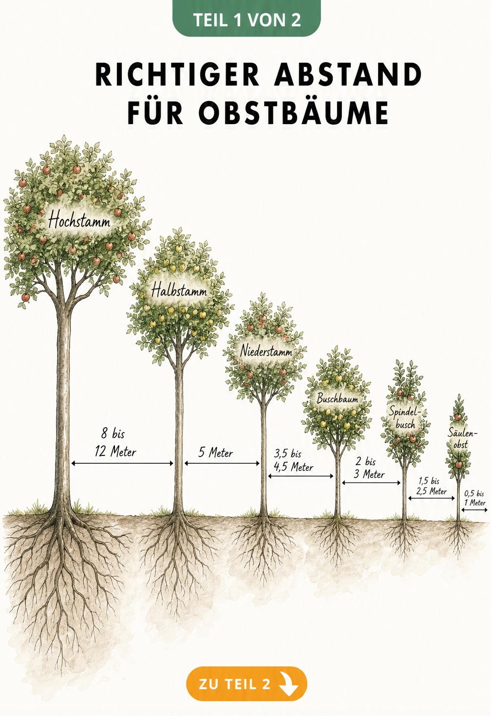Illustration verschiedener Obstbaum-Wuchsformen von Hochstamm bis Säulenobst mit den jeweiligen Pflanzabständen