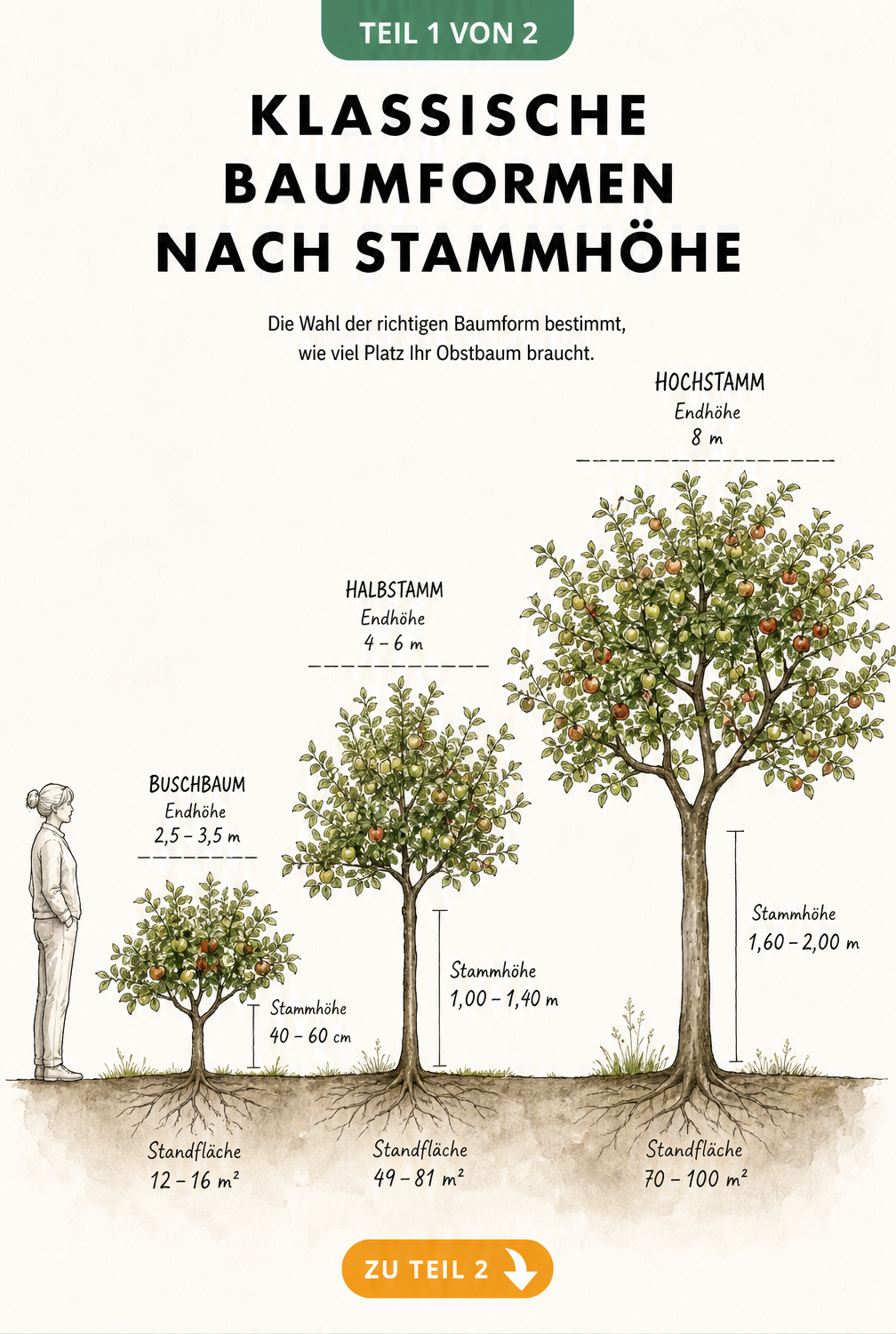Vergleich von Hochstamm, Halbstamm und Buschbaum mit Stammhöhe, Endhöhe und Platzbedarf