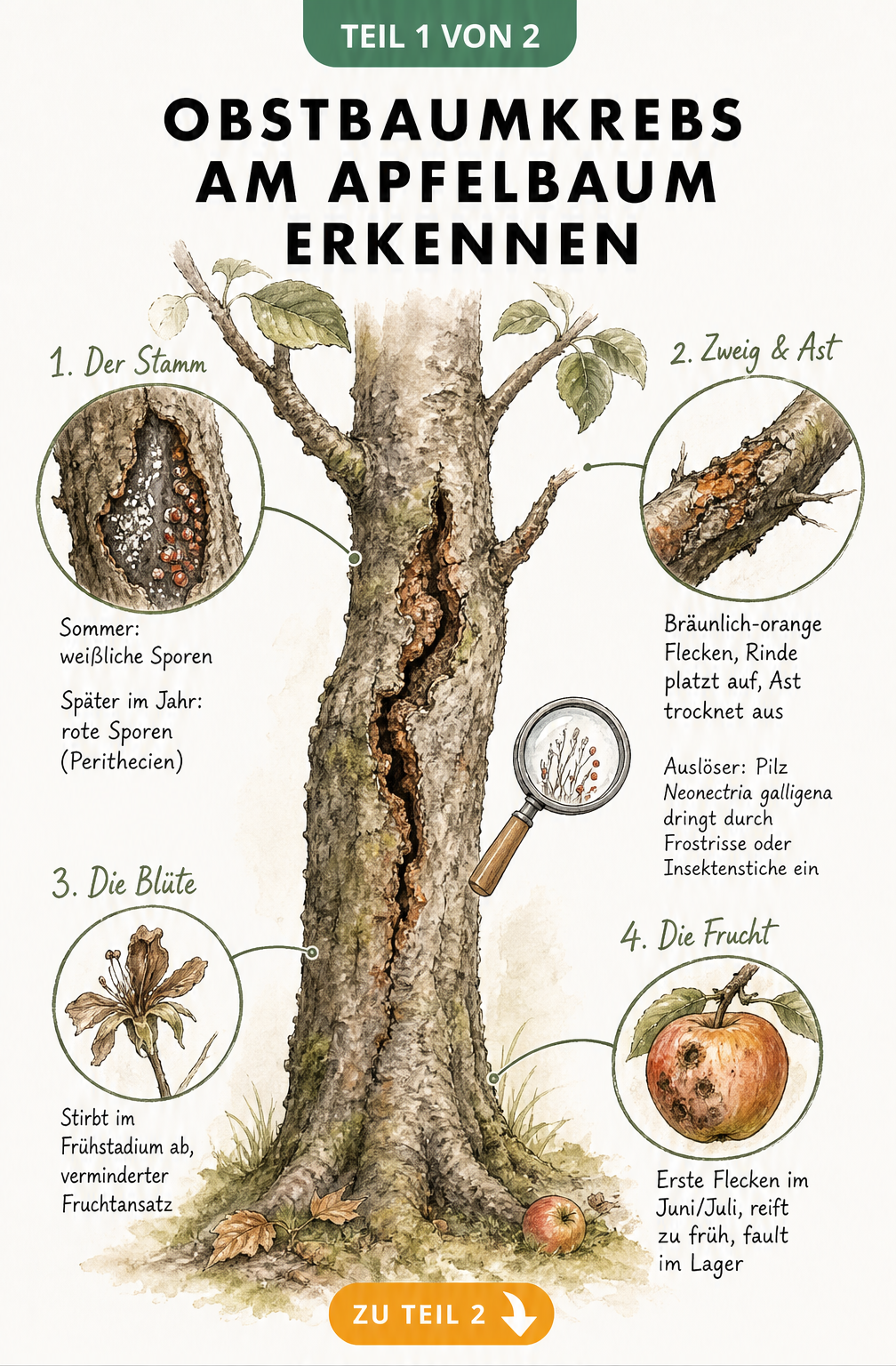 Illustration eines Apfelbaumstamms mit Obstbaumkrebs und Detailansichten von befallenen Ästen, Blüten und Früchten