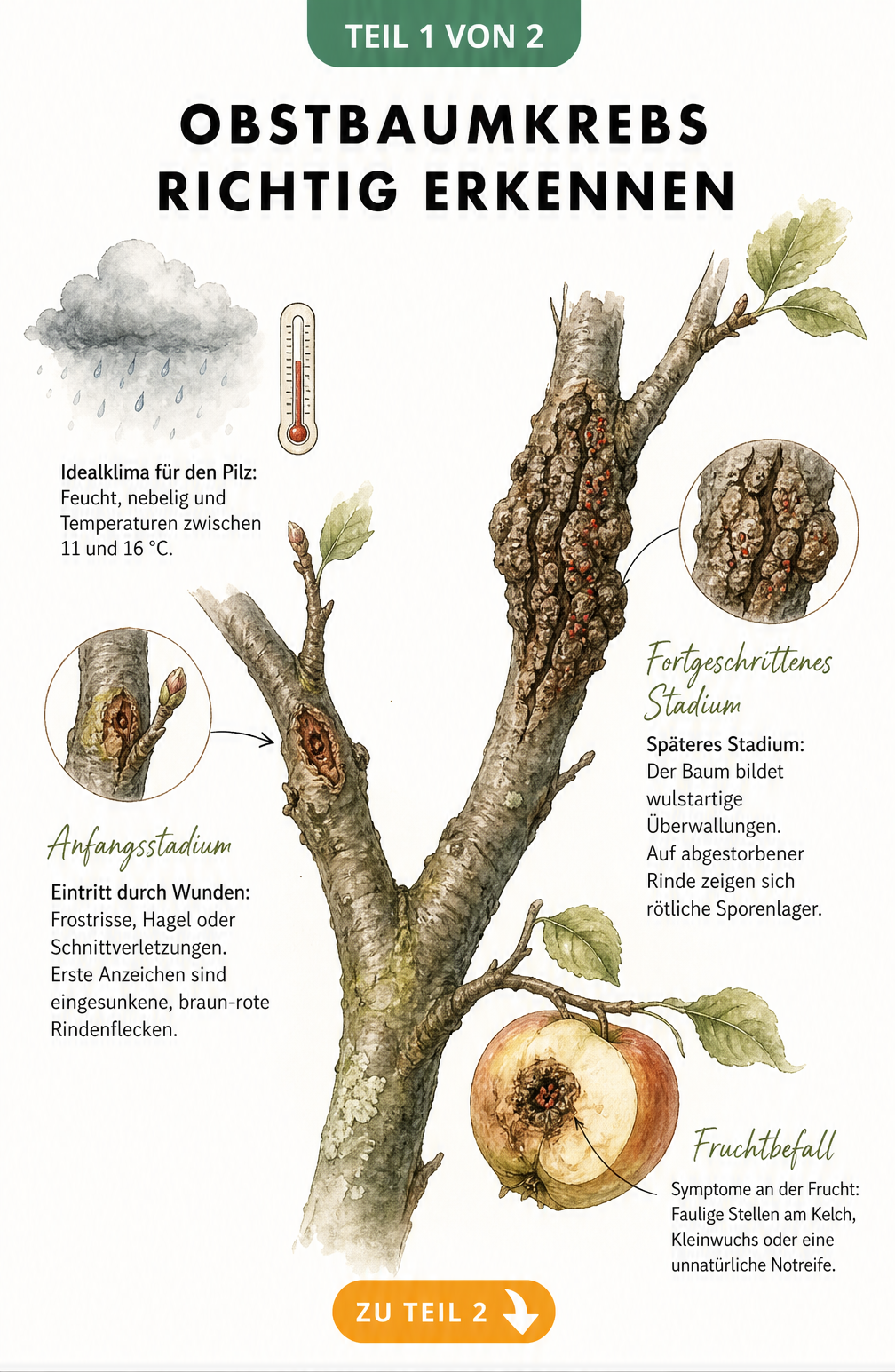 Botanische Illustration eines Apfelbaumastes mit Symptomen von Obstbaumkrebs in verschiedenen Stadien