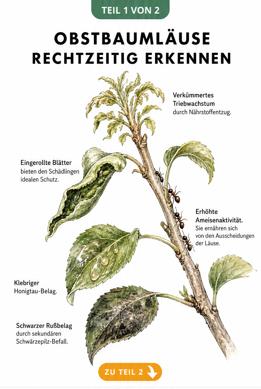 Botanische Illustration eines Apfelbaumzweiges mit Symptomen von Obstbaumläusen wie verkümmertem Wachstum, eingerollten Blättern, Honigtau und Rußbelag.
