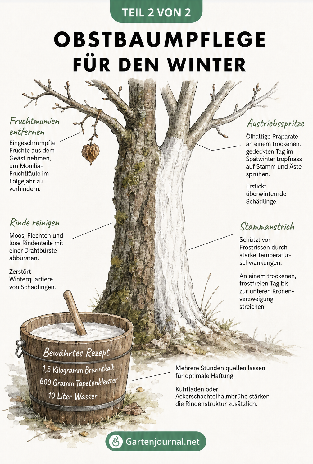 Nahaufnahme eines Obstbaumstammes im Winter, der links unbehandelt und rechts mit einem schützenden weißen Stammanstrich versehen ist.