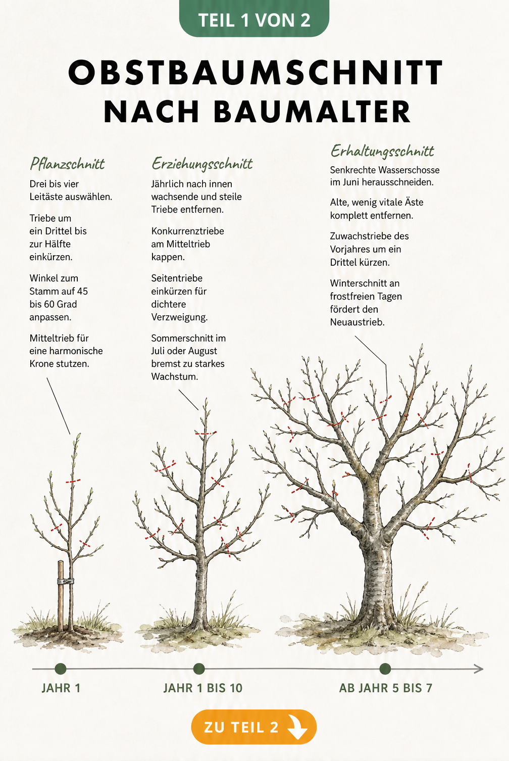 Illustration eines Obstbaumes in drei Lebensphasen mit genauen Markierungen für den richtigen Obstbaumschnitt je nach Alter.